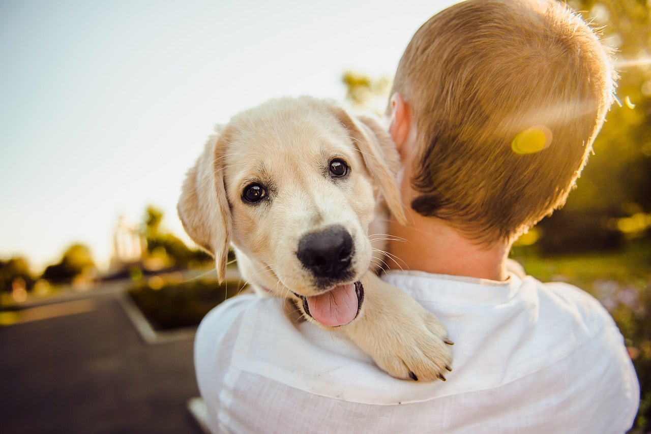 How to Choose the Right Dog Breed for Your Lifestyle: A Guide to Finding the Perfect Canine Companion