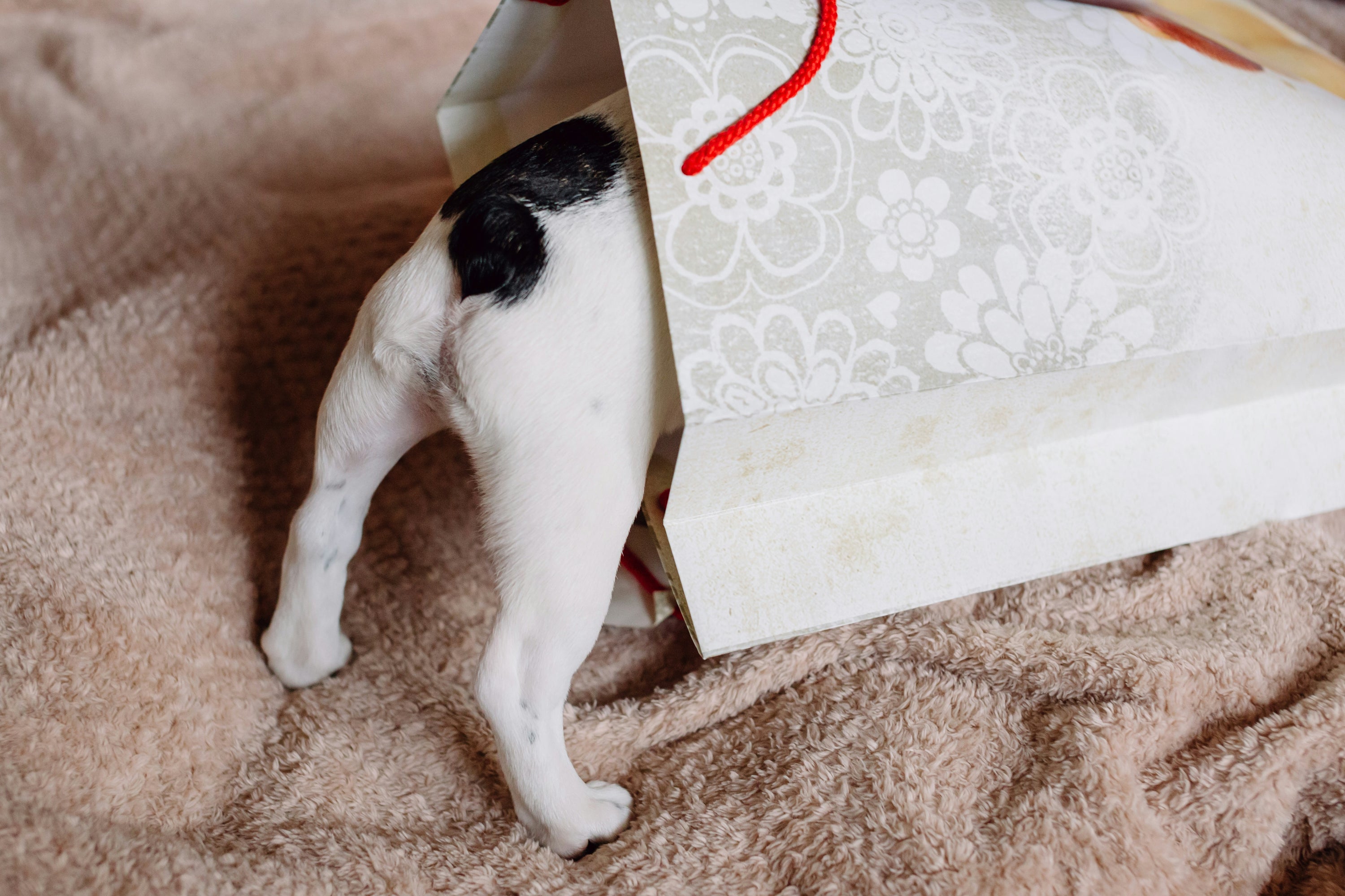 Why Personalized Pet Gifts Make the Perfect Keepsake