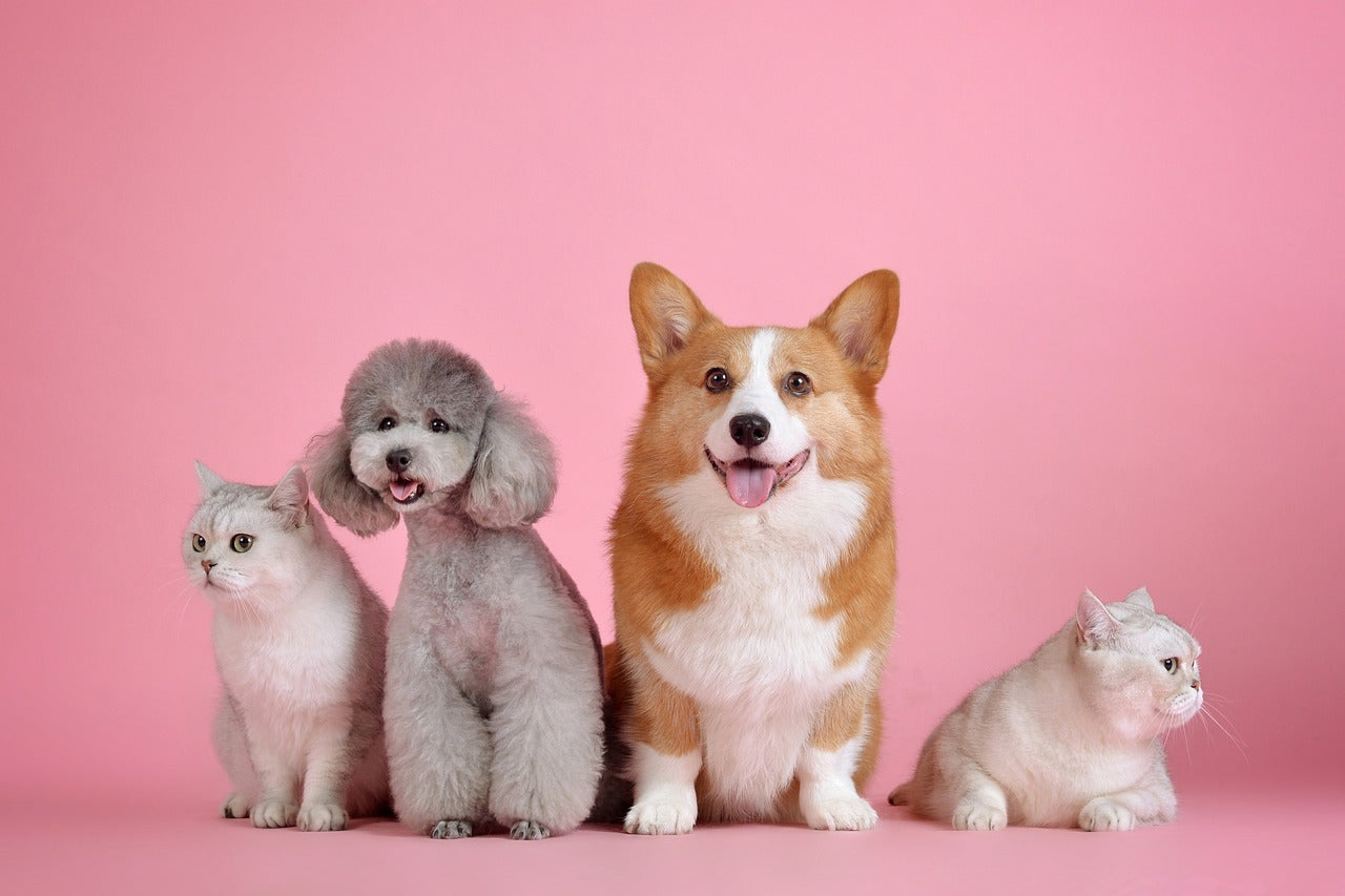 The History of Popular Dog Breeds: Fascinating Stories Behind the Most Beloved Dogs