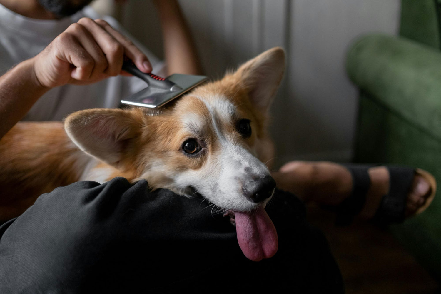 How to Keep Your Dog from Shedding Excessively in the Summer