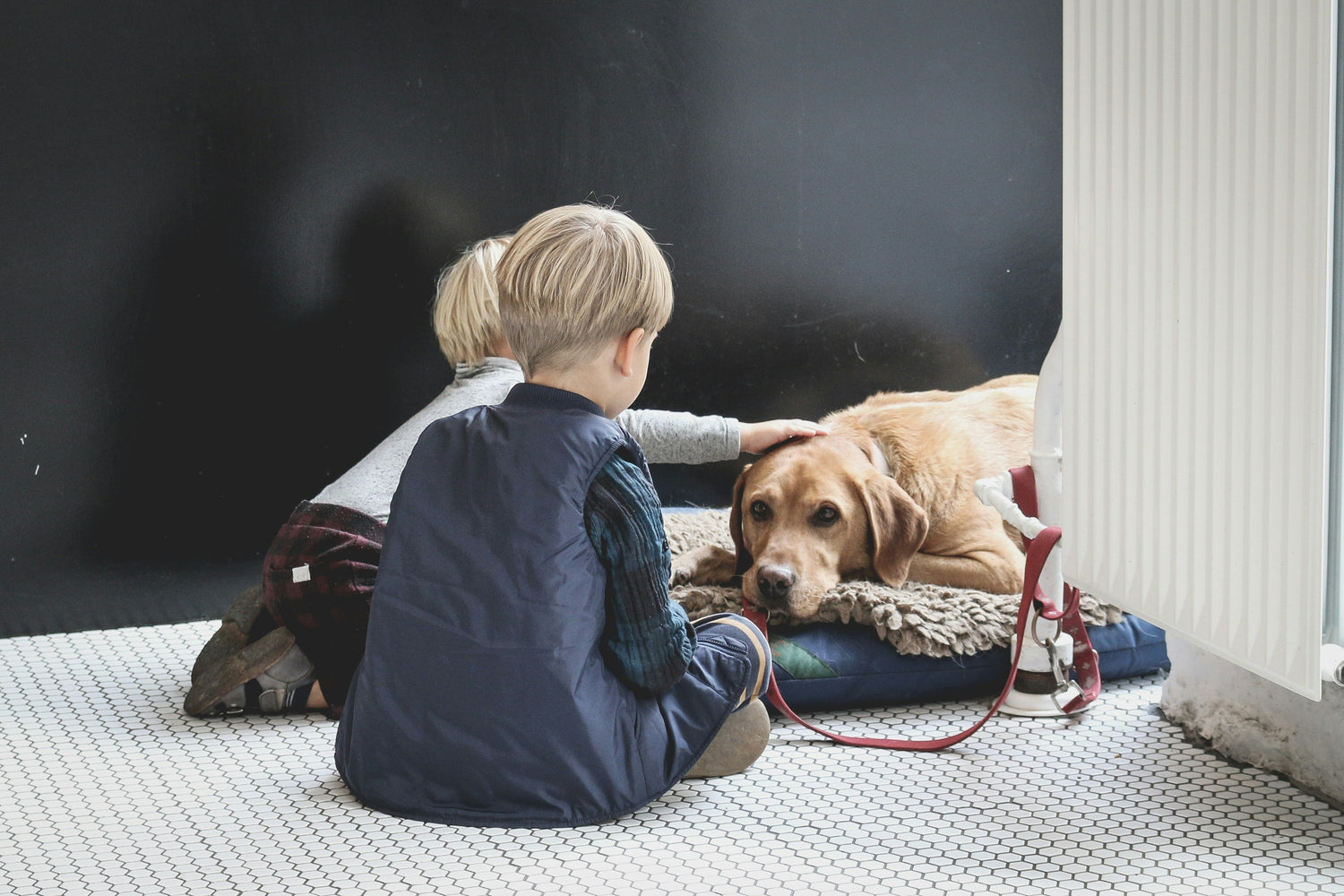 Best Dog Breeds for Families with Children