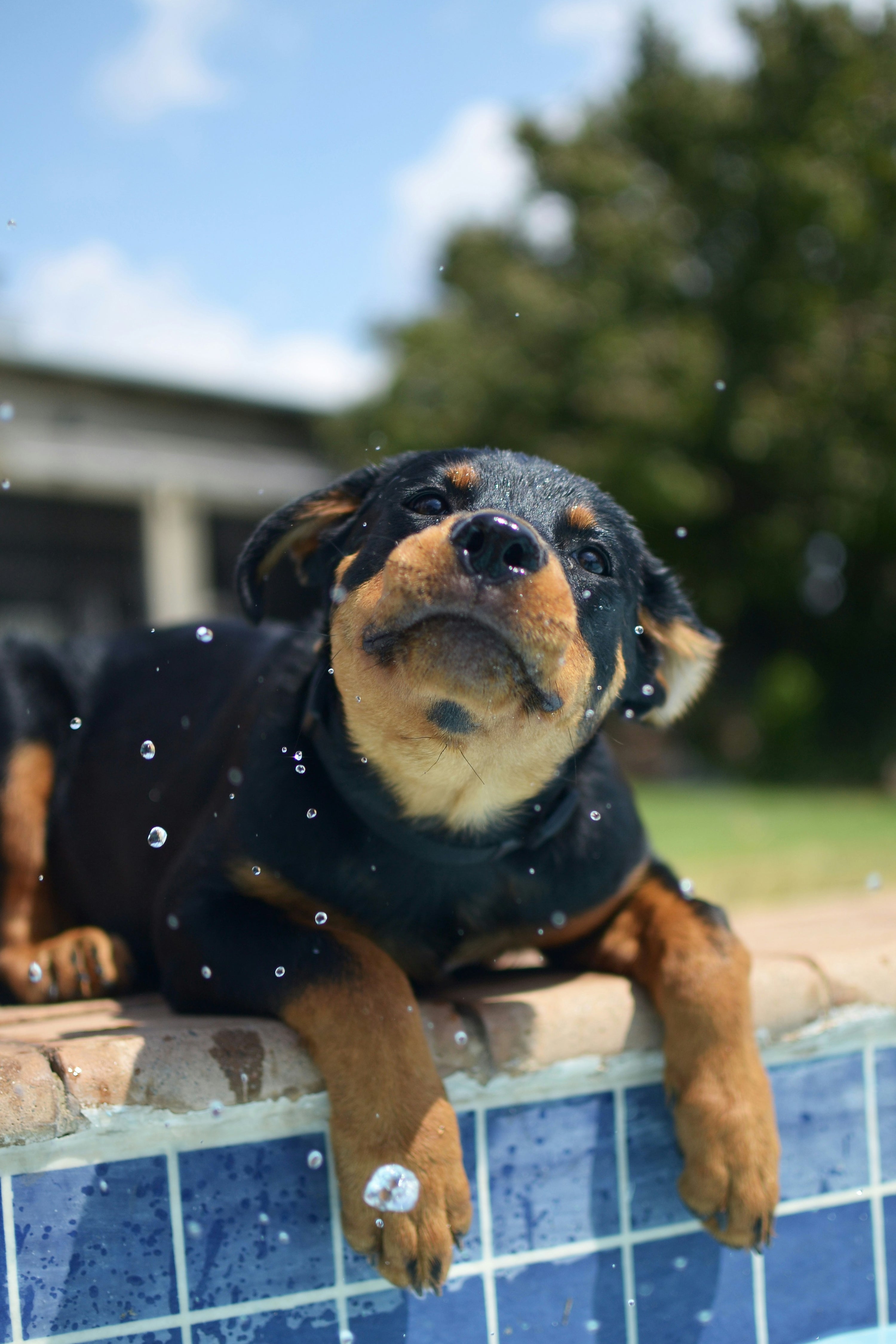 Beat the Heat: Summer Safety Tips for Your Dog